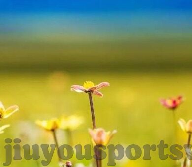 足球比分直播新浪-足球比分直播新浪,球迷的实时观赛新体验
